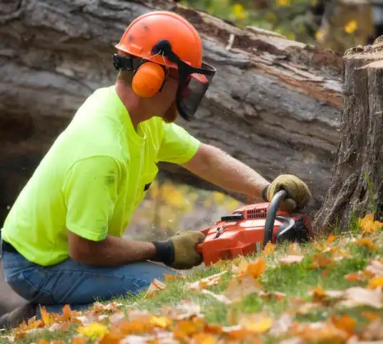 tree services Fordsville